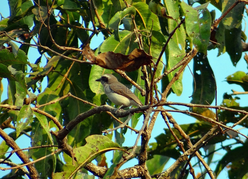 常见的木伯劳,tephrodornis pondicerianus,森林