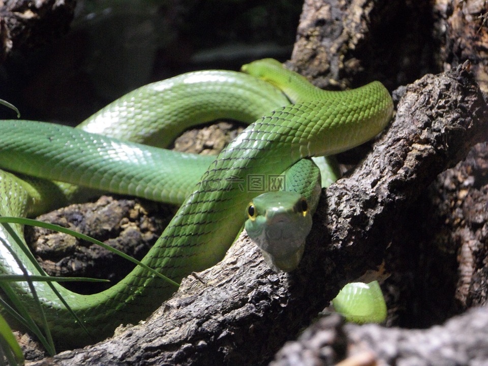 蛇,绿色,树蛇