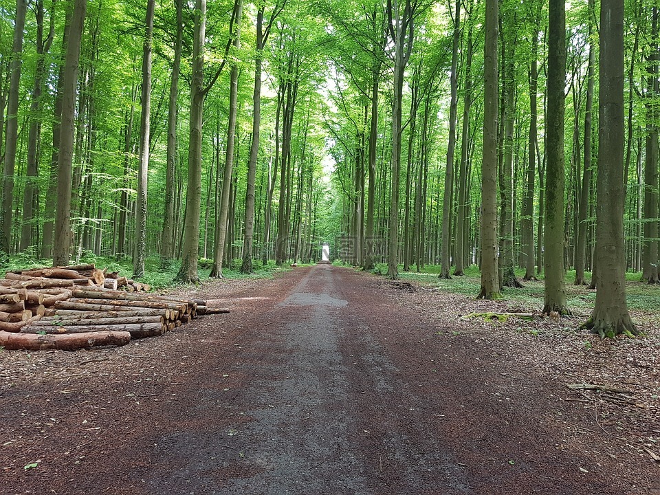 森林,绿色,自然