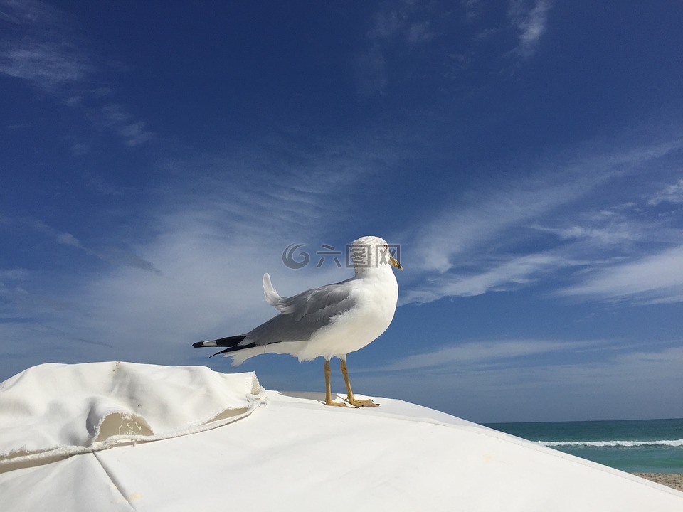 海鸥,南海滩,迈阿密