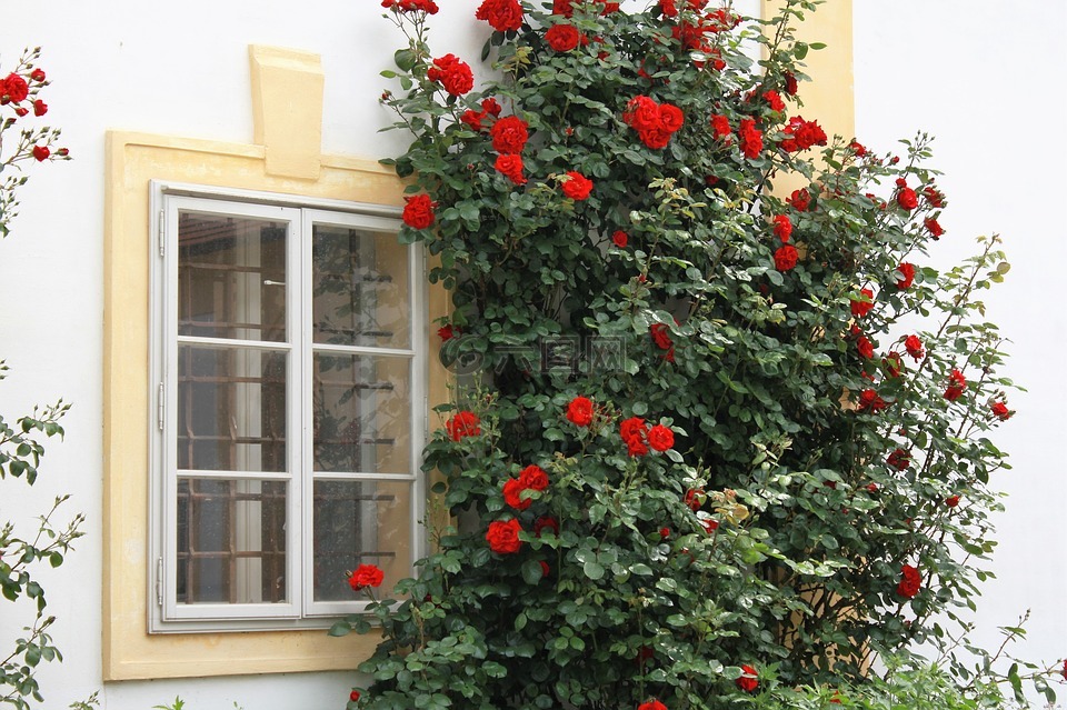 窗口,查看,攀爬的玫瑰