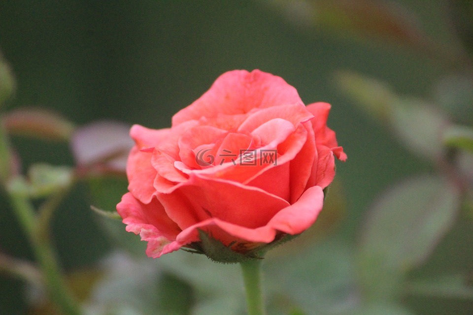 粉红玫瑰,花,宽限期