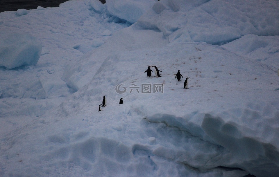 企鹅,南极洲,动物