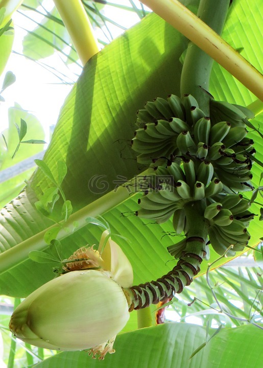 香蕉,香蕉灌木,香蕉花
