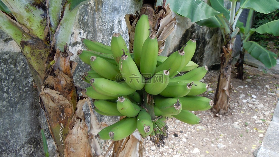 百慕大,香蕉,植物