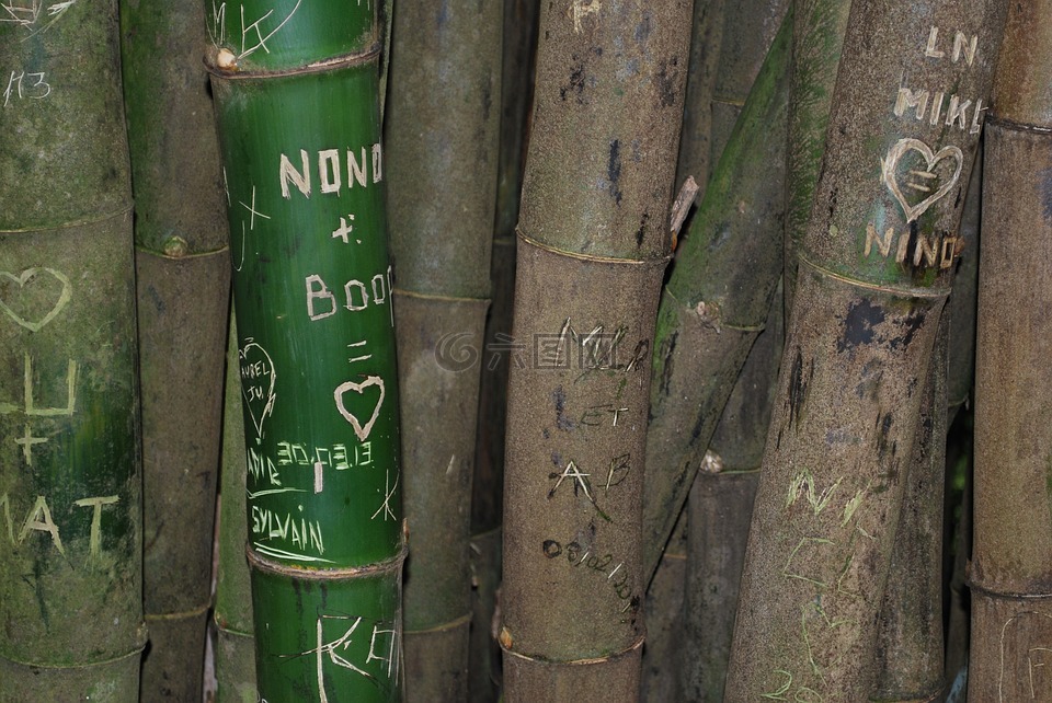 竹,标签,雨林