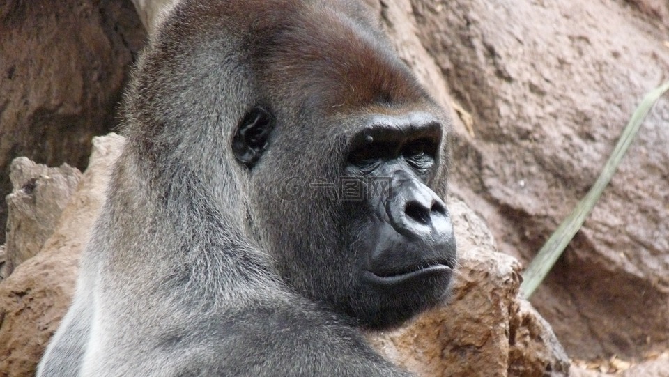 大猩猩,男性,濒危的物种