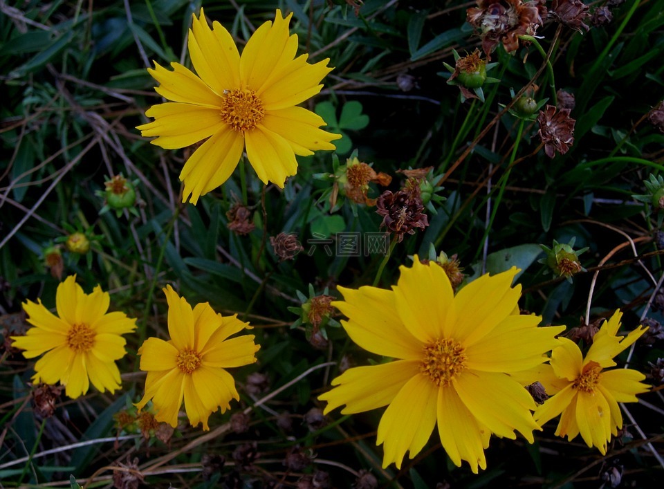 雏菊,明亮的黄色,鲜花
