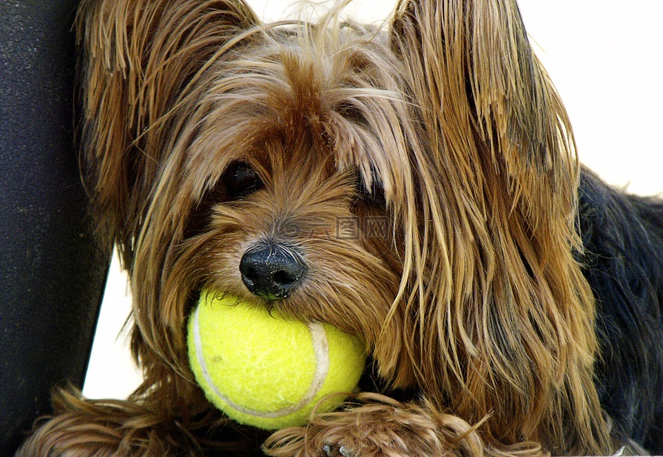 狗,约克夏犬,网球