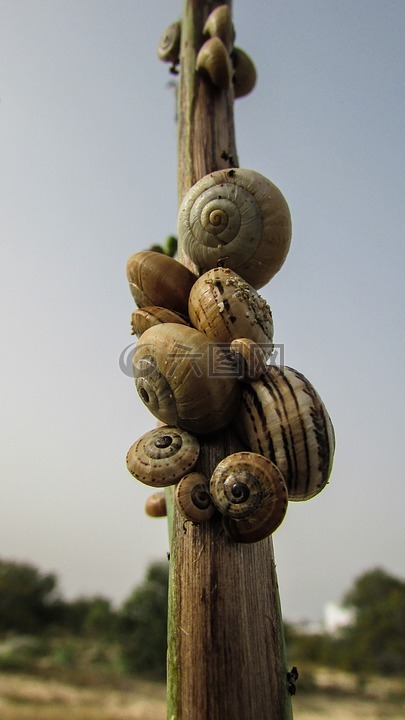 蜗牛,贝壳,自然