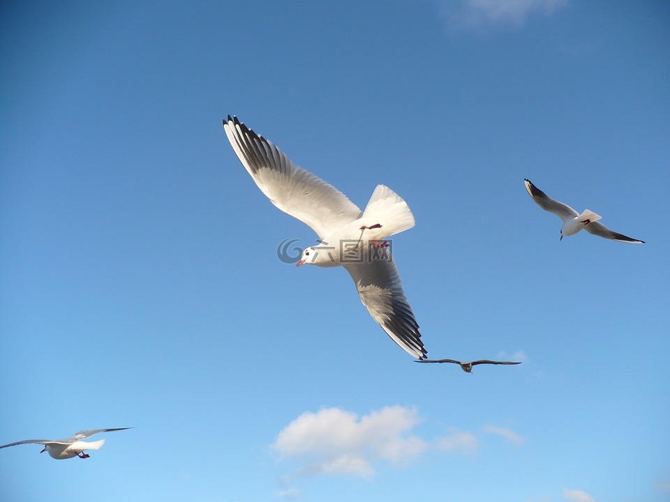 海鸥,鸟,飞翔的海鸥