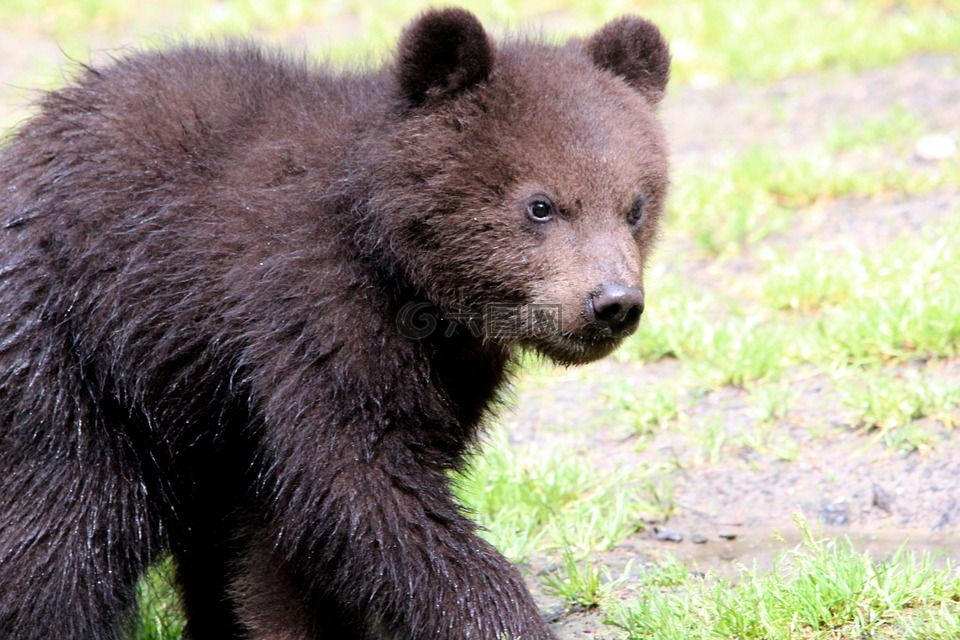 马熊,熊类 arctos,堪察加半岛的熊