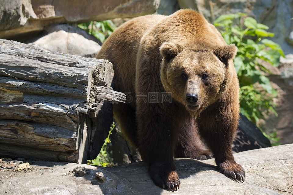 欧洲棕色的熊,哺乳动物,捕食者