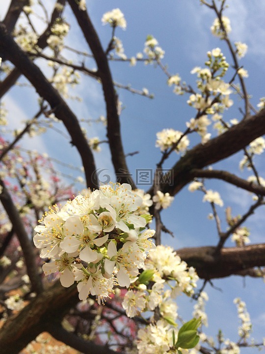 梨花,白色,春分