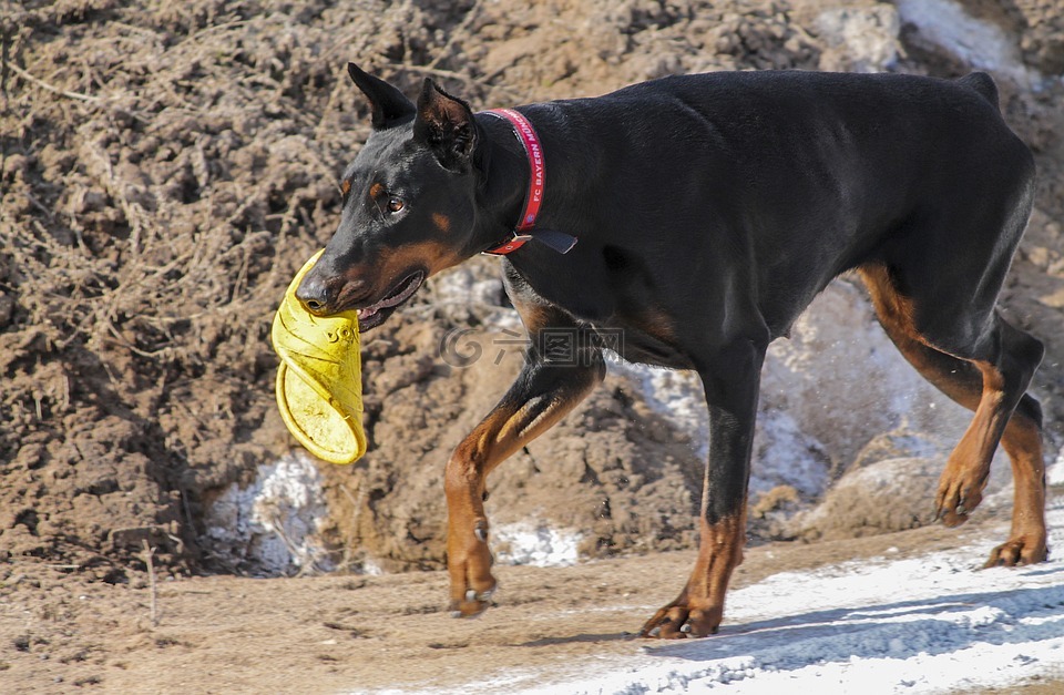 杜宾,犬,狗