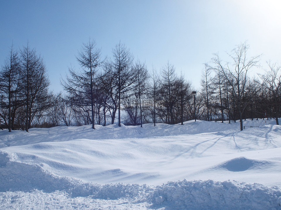 北海道,雪,景观