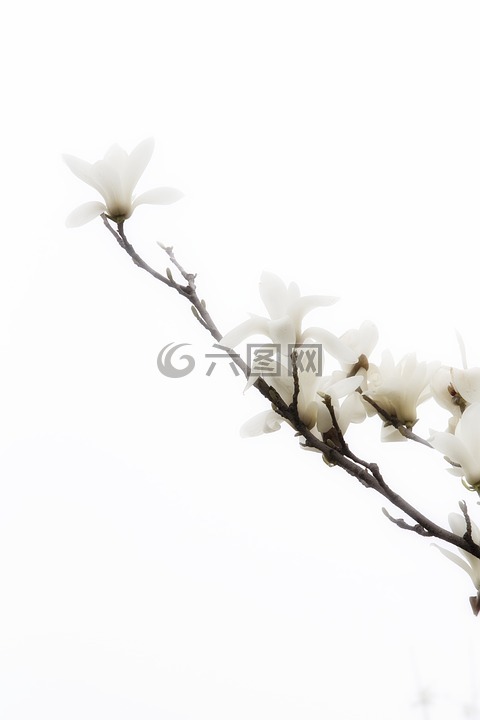 花,春天,白色