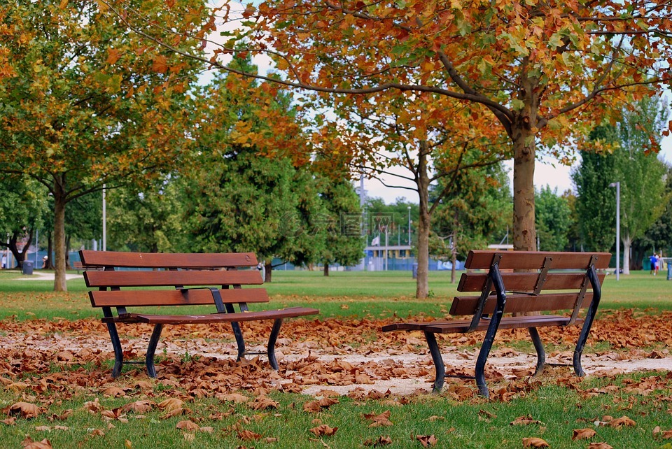 板凳,秋,干的树叶