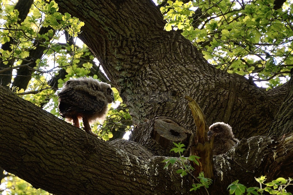 雕鸮,幼鸟,duvenstedter 溪