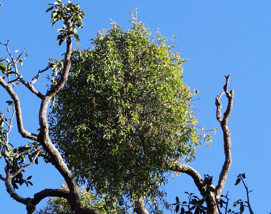 树,芒果树,sadhankeri