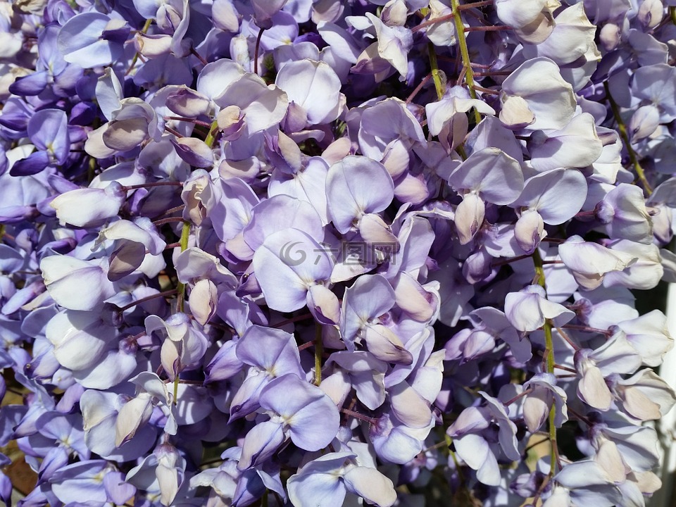 紫藤,紫色,花
