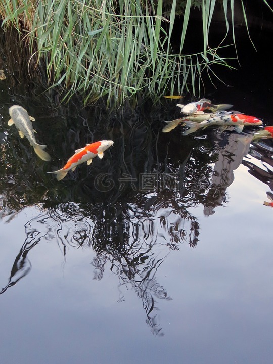 锦鲤,鱼,花园池塘