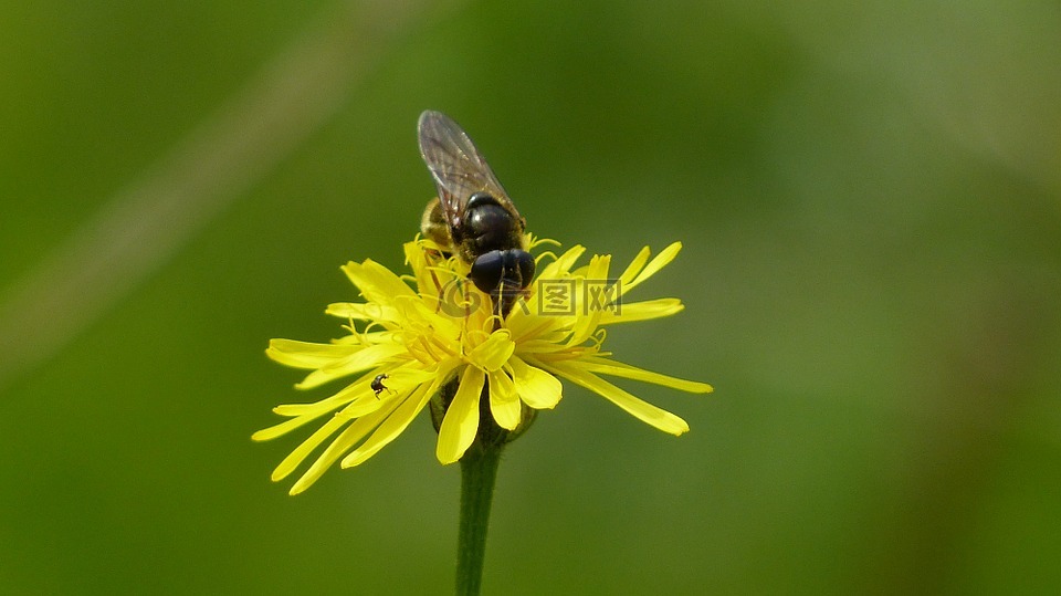 阿尔高,高山花卉,林 hawkweed