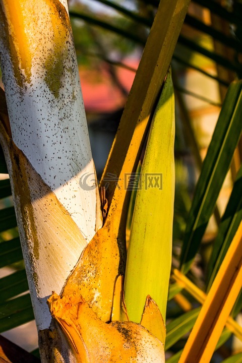 棕榈,棕榈树的根,藻体