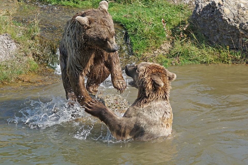 熊,俏皮,水