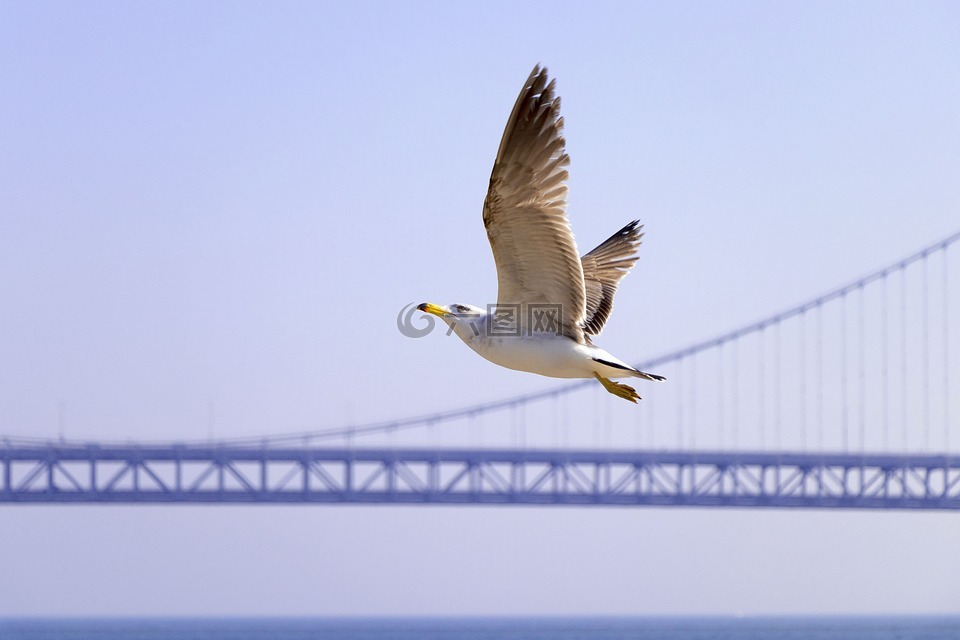 海鸥,大桥,飞翔