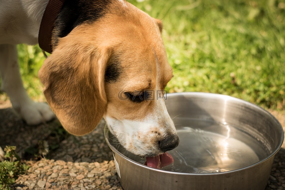 狗,喝,水