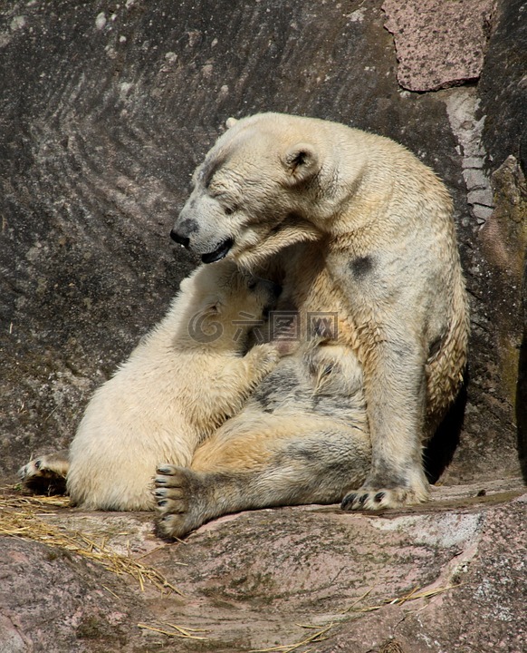 白熊,北极熊幼崽,春天