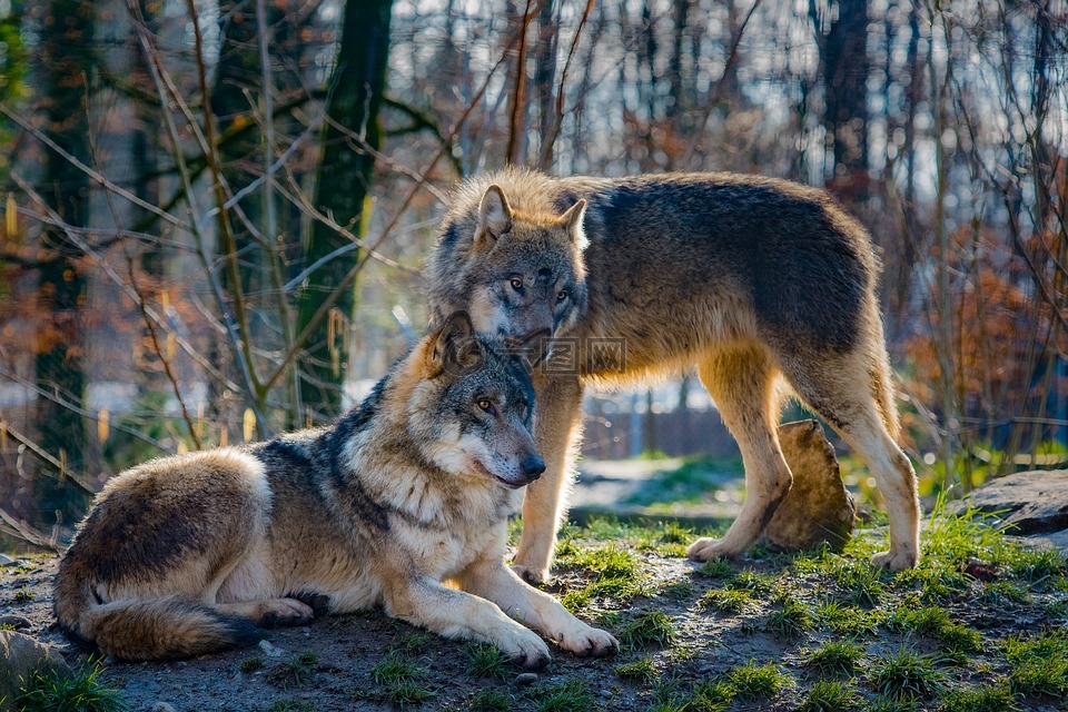 狼群,爱情,动物