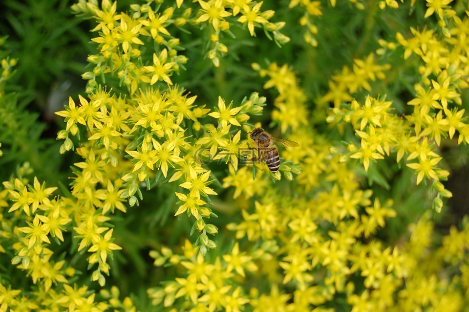 蜜蜂,bee,花