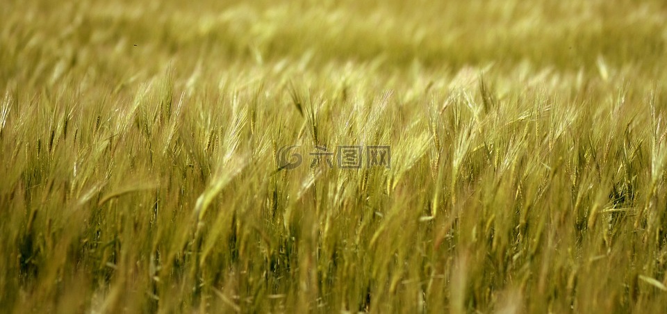 大麦,粮食,平原