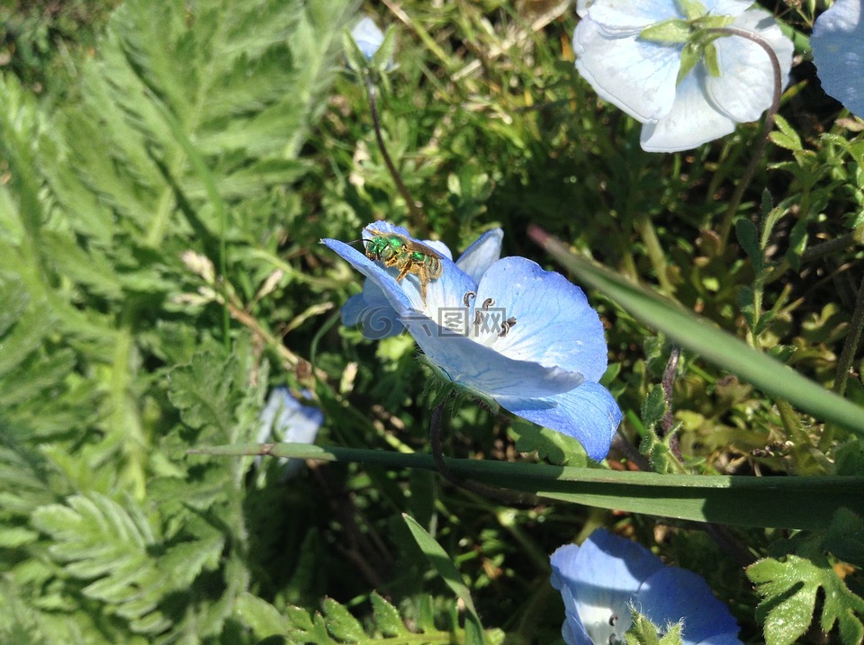 甲虫，昆虫,花,昆虫