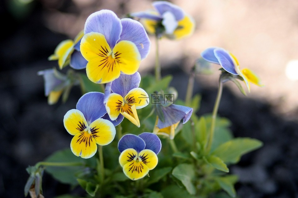 三色紫罗兰,黄色,蓝色
