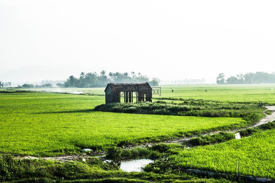 农村公路,房子,水稻