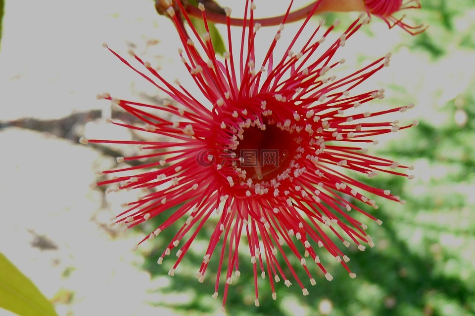 红色,花,澳大利亚