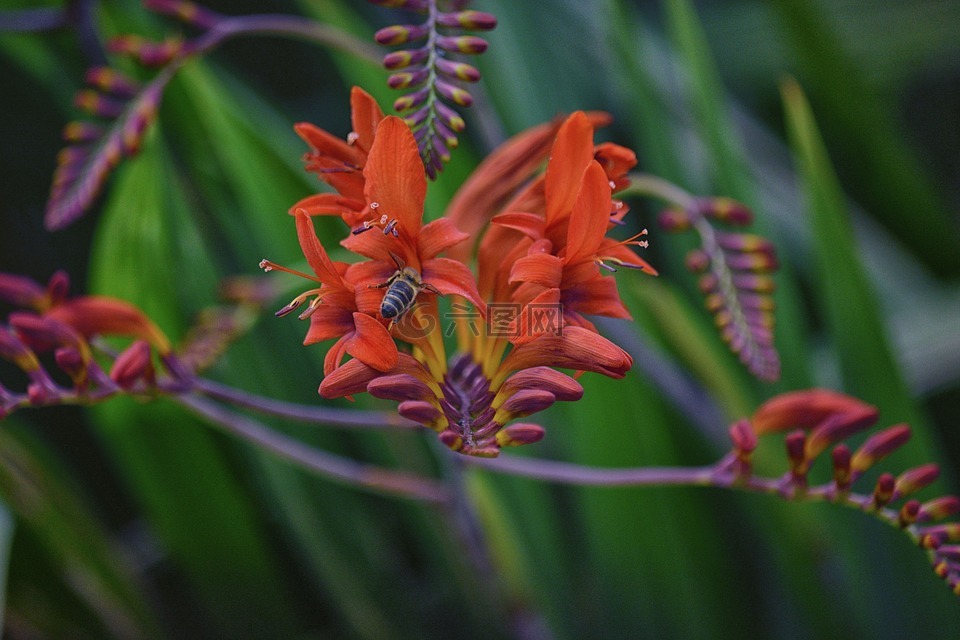 fleur,拉性质,花粉