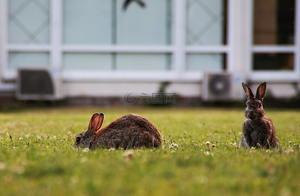 兔,野兔子,头