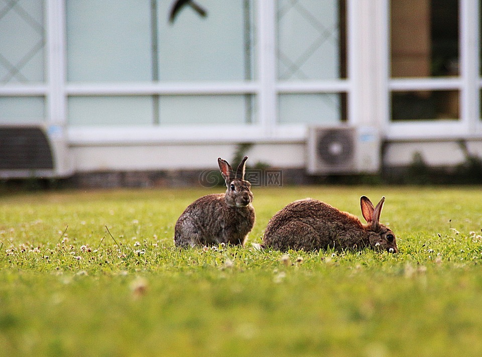 兔,野兔子,哺乳动物
