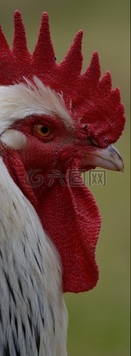 韩吉洙,莫霍克,动物