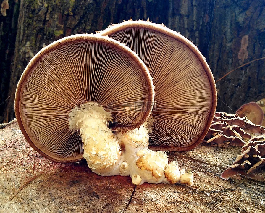 层状蘑菇,蘑菇,层状