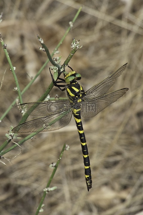 昆虫,蜻蜓,黄色黑色的