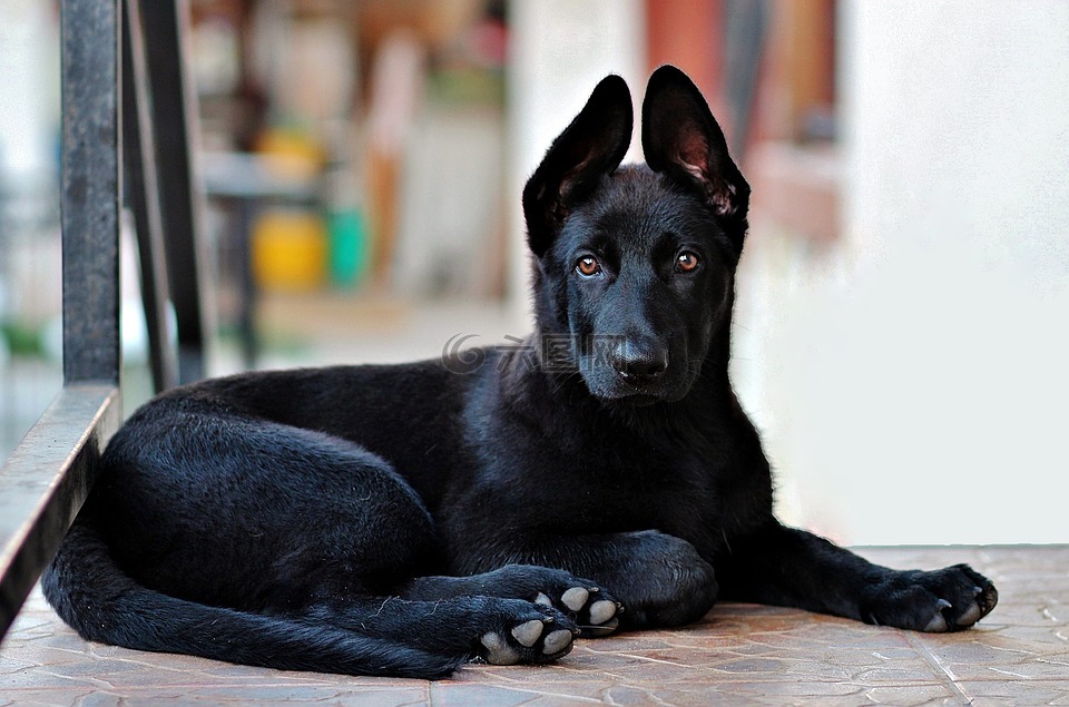 黑的德国牧羊犬小狗狗