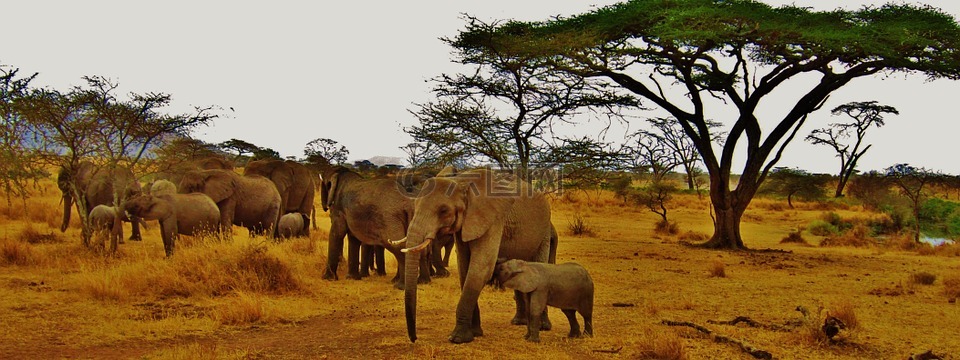 象,坦桑尼亚,非洲