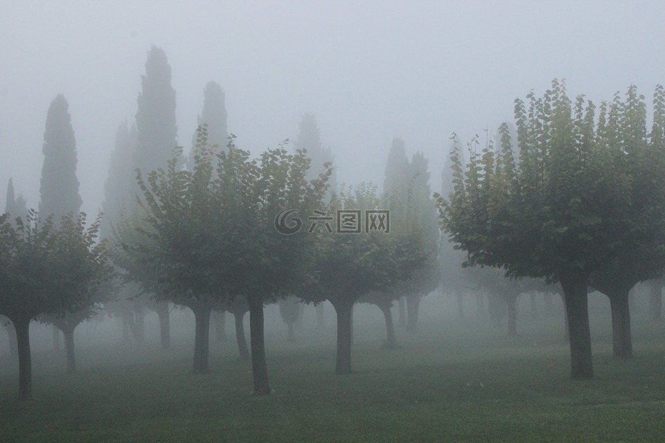 雾,柏树,气氛