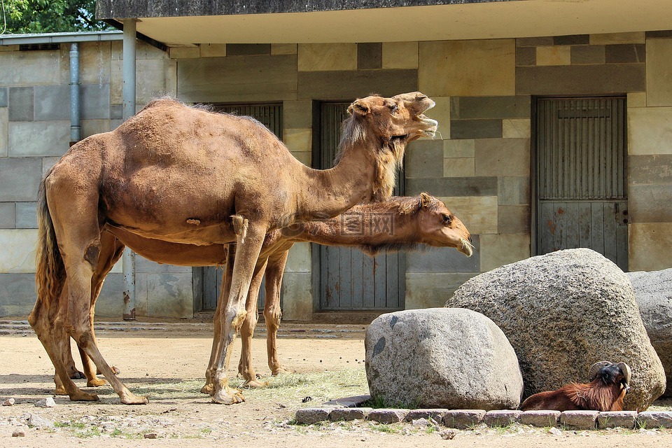 駱駝動物世界動物園