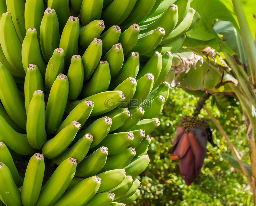 香蕉,开花,香蕉植物